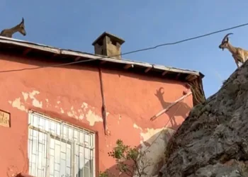 Dağ keçileri artık evlerin çatısına çıkmaya başladı