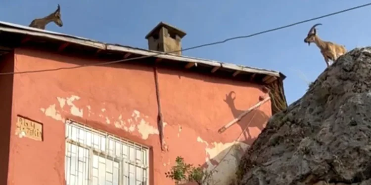Dağ keçileri artık evlerin çatısına çıkmaya başladı