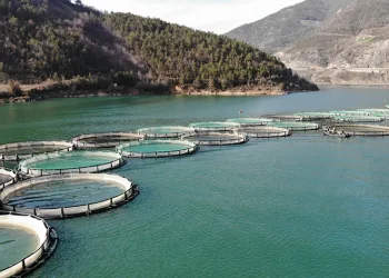 14bin ton Türk somonu üretildi