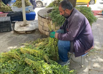 Yeşil nohut tezgahlardaki yerini aldı