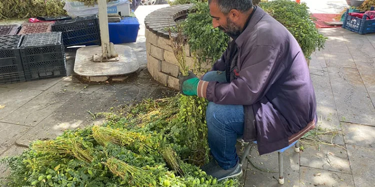 Yeşil nohut tezgahlardaki yerini aldı
