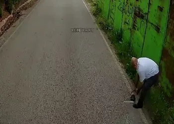 Otobüs şoförü kaplumbağayı ezilmekten kurtardı