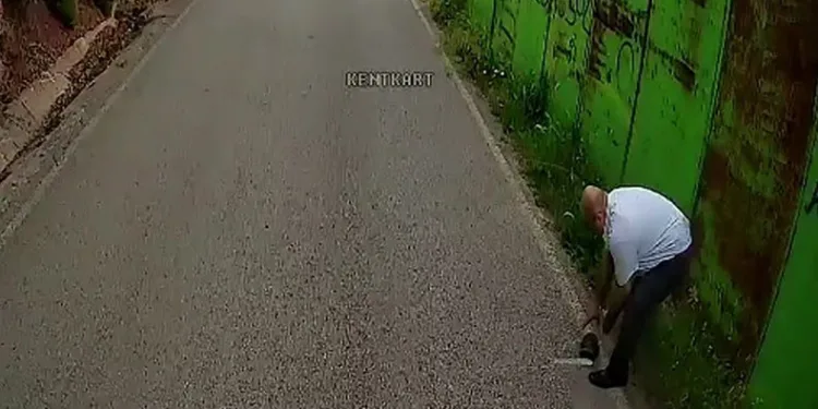 Otobüs şoförü kaplumbağayı ezilmekten kurtardı