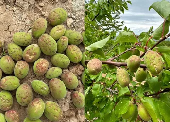 Dolu, kayısı ağaçlarına zarar verdi