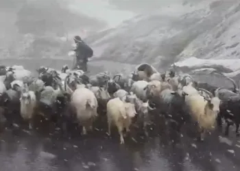 Kara yakalanan kuzuların imdadına okul müdürleri yetişti
