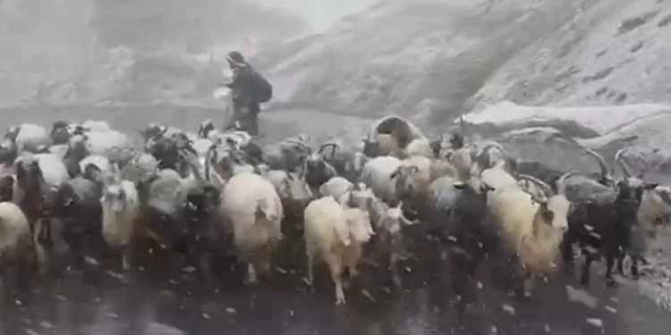 Kara yakalanan kuzuların imdadına okul müdürleri yetişti