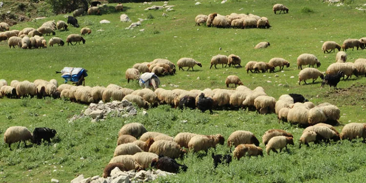 Zorlu yolcuğu başladı