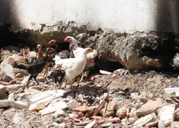 Fethiye’de ‘piton’ nöbeti