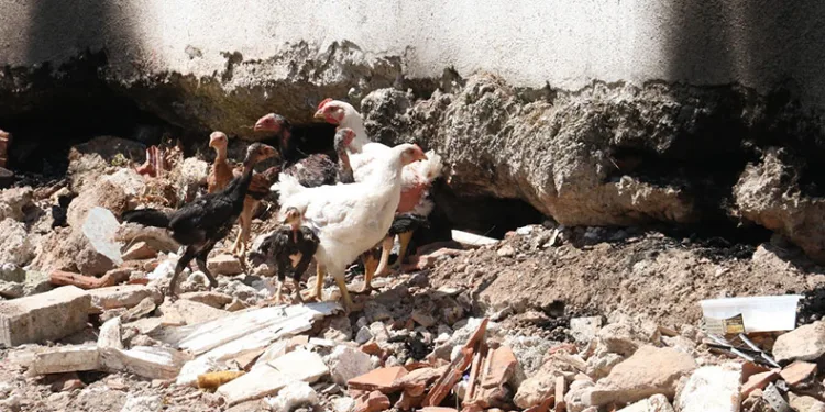 Fethiye’de ‘piton’ nöbeti