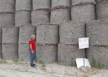 Pamukta pembe kurt mücadelesi sürüyor