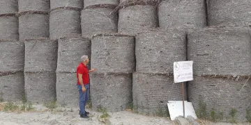 Pamukta pembe kurt mücadelesi sürüyor