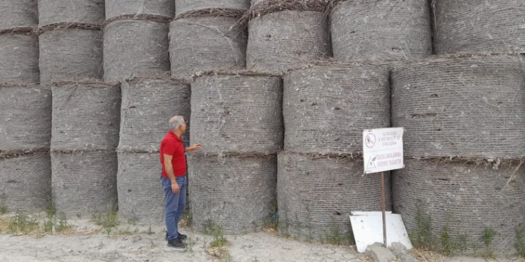 Pamukta pembe kurt mücadelesi sürüyor
