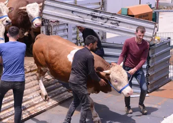 İnegöl hayvan pazarına kurbanlık girişleri başladı