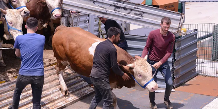 İnegöl hayvan pazarına kurbanlık girişleri başladı