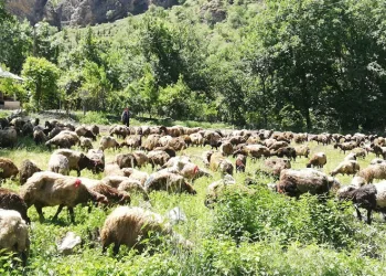 Hakkari’de tır devrildi, onlarca koyun telef oldu