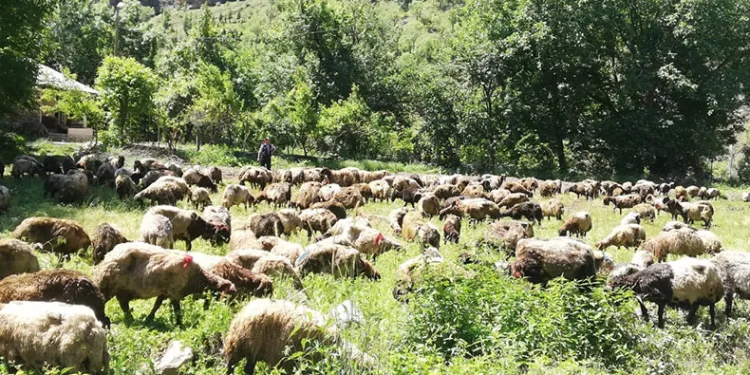 Hakkari’de tır devrildi, onlarca koyun telef oldu