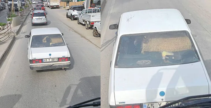 Otomobilin arka koltuğunda koyunu görenler şaştı kaldı
