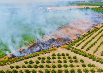 Adana’da anız yakmak yasaklandı