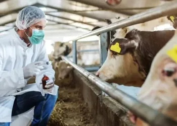 20 mahalle şap karantinasına alındı