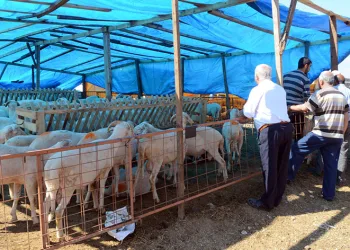 Osmangazi Belediyesi Kurban Bayramı’na hazır