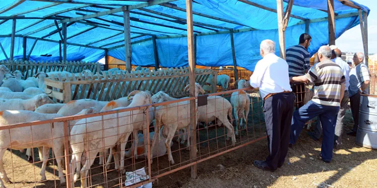 Osmangazi Belediyesi Kurban Bayramı’na hazır