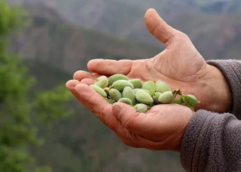 Gümüşhane’de badem çağlası bereketi