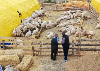 Keçiören’de kurban satış alanları için başvurular başladı