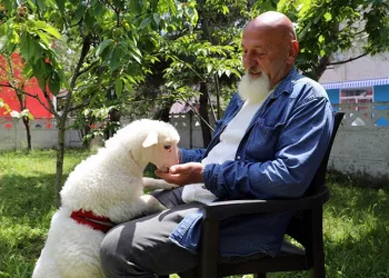 İki aylık kuzusu peşinden ayrılmıyor