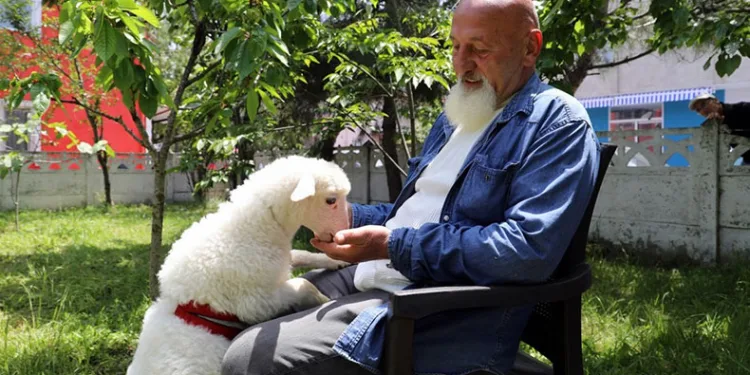 İki aylık kuzusu peşinden ayrılmıyor