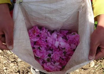 Isparta’yı gül kokusu erken sardı
