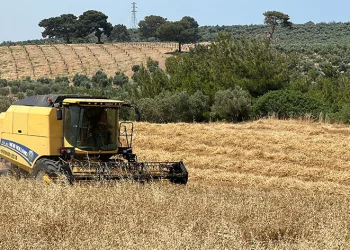 Enkaz kentin buğday hasadı