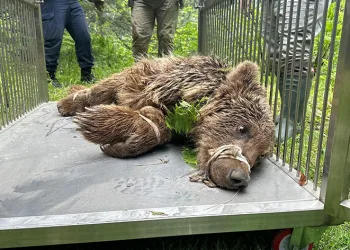 Uludağ’da operasyonla kurtarılan ayının kalça kemiği kırılmış