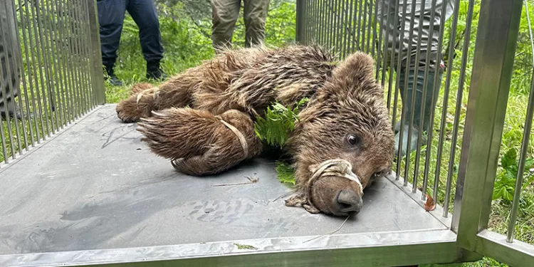 Uludağ’da operasyonla kurtarılan ayının kalça kemiği kırılmış