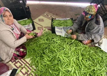 İznik’in meşhur nazende fasulyesi toplanmaya başladı
