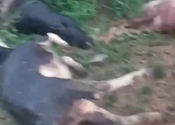 Yıldırımın düştüğü Çelikhan’da 5 hayvan telef oldu