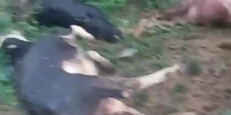 Yıldırımın düştüğü Çelikhan’da 5 hayvan telef oldu