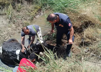 Sulama kanalında düşen ineği itfaiye kurtardı