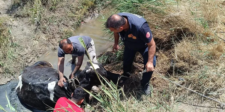 Sulama kanalında düşen ineği itfaiye kurtardı