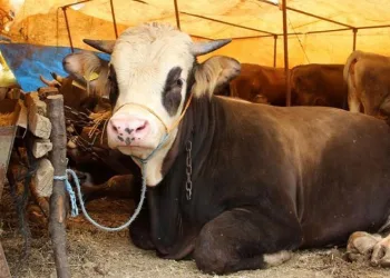 Malatya’da büyükbaş kurbanlık fiyatları açıklandı