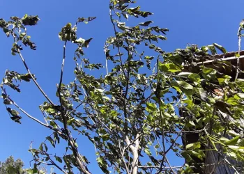 Bolu’da ürünler soğuktan yandı