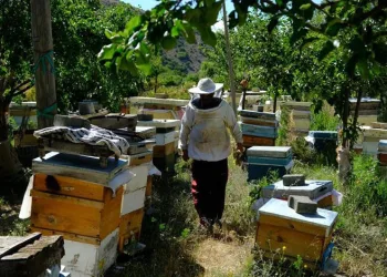 Bal arılarının yayla yolculuğu başladı