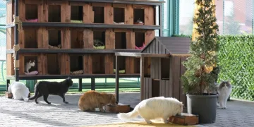 Kayseri’de ilk olan Küçük Dostlar Kedi Kasabası’na bir yılda rekor ziyaret