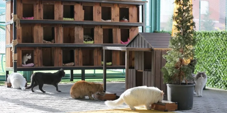Kayseri’de ilk olan Küçük Dostlar Kedi Kasabası’na bir yılda rekor ziyaret