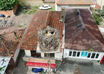 Naipli leylek, 20 yıldır bu köyde yuva yapıyor