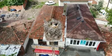 Naipli leylek, 20 yıldır bu köyde yuva yapıyor