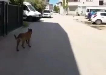 Bursa’da sokak köpekleri 3 çocuğu ısırdı