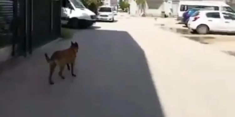 Bursa’da sokak köpekleri 3 çocuğu ısırdı
