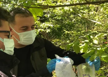Kastamonu’da ‘savaşçı böcekler’ doğaya salındı