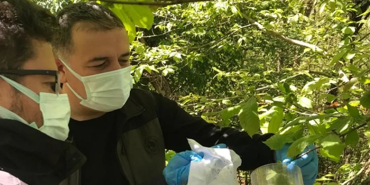 Kastamonu’da ‘savaşçı böcekler’ doğaya salındı