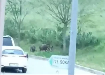 Bursa’da aç kalan domuz sürüsü şehre indi